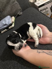 Cocker Spaniel Puppy 2