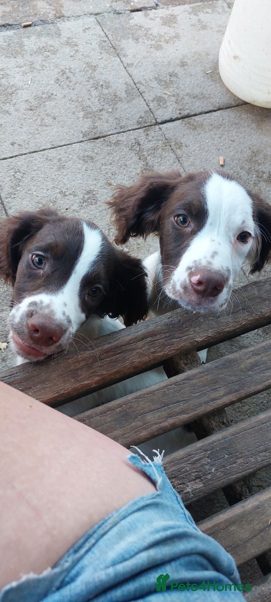 English Springer Spaniel dogs Springer spaniel pups  - Advert 13