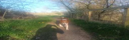 Mixed Breed dogs for sale: Border collie x - Max & Prince - Advert 4