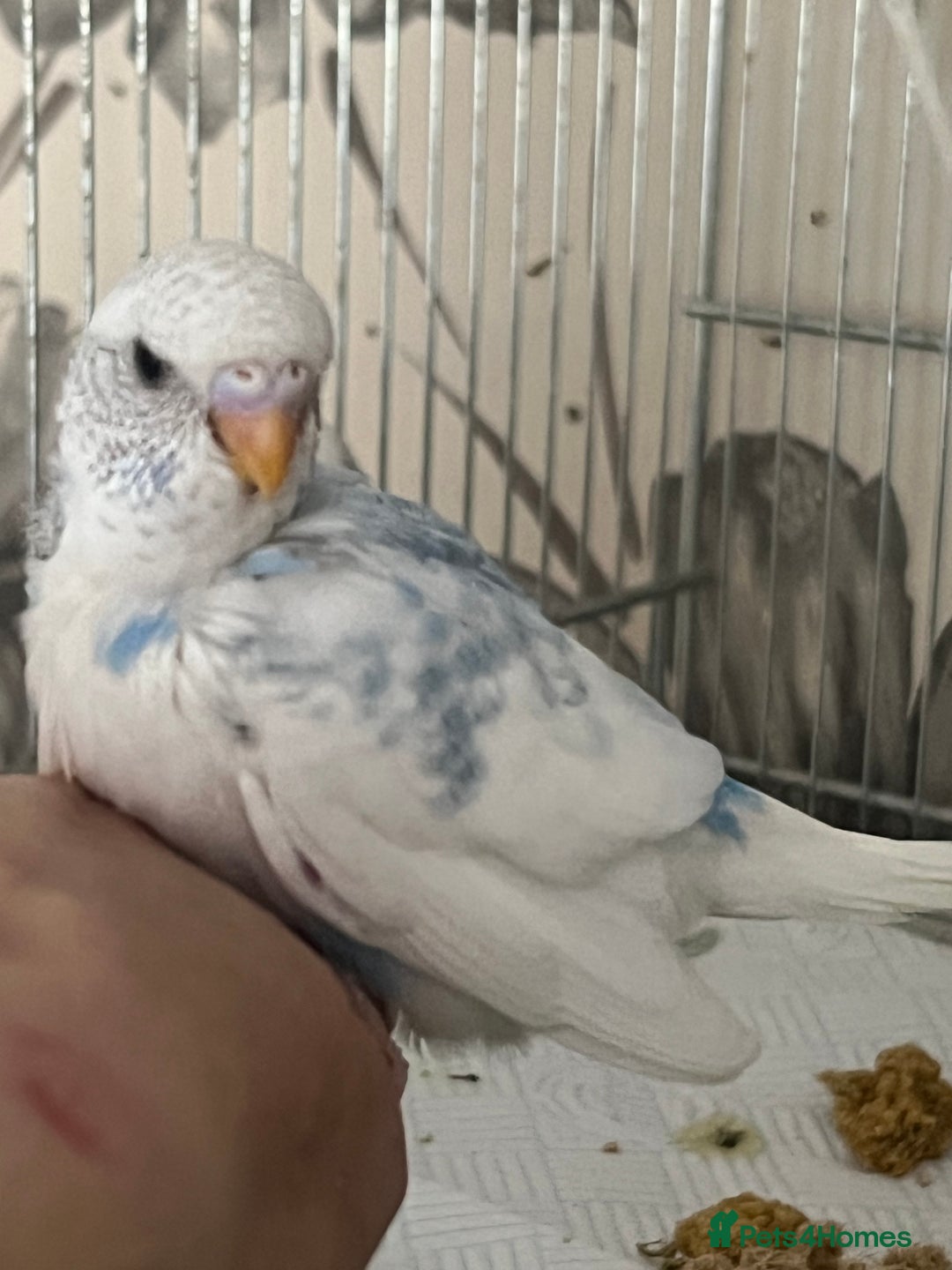 Budgerigars birds for sale: Hand Tame Budgie Chicks - Ready Soon in Chipping Norton - Image 9