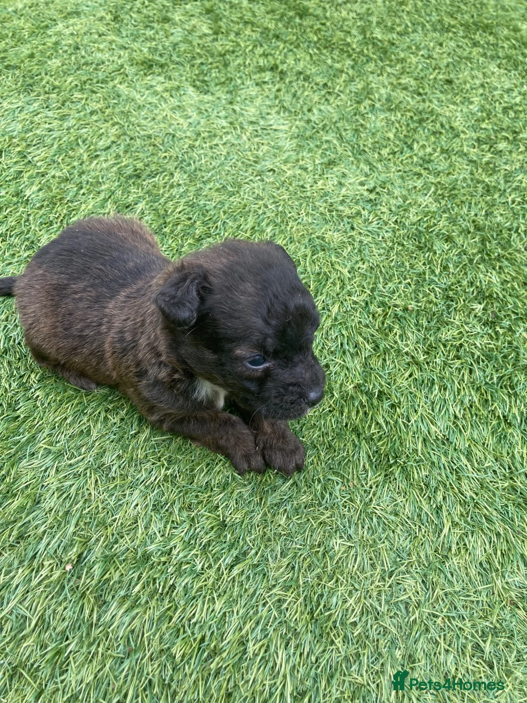 Jack Russell dogs for sale: Beautiful Jack Russell puppies  - Advert 2