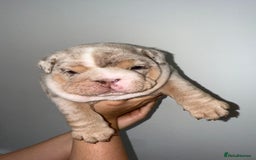 English Bulldog dogs for sale: Beautiful Lilac Tri English Bulldogs - Image 4