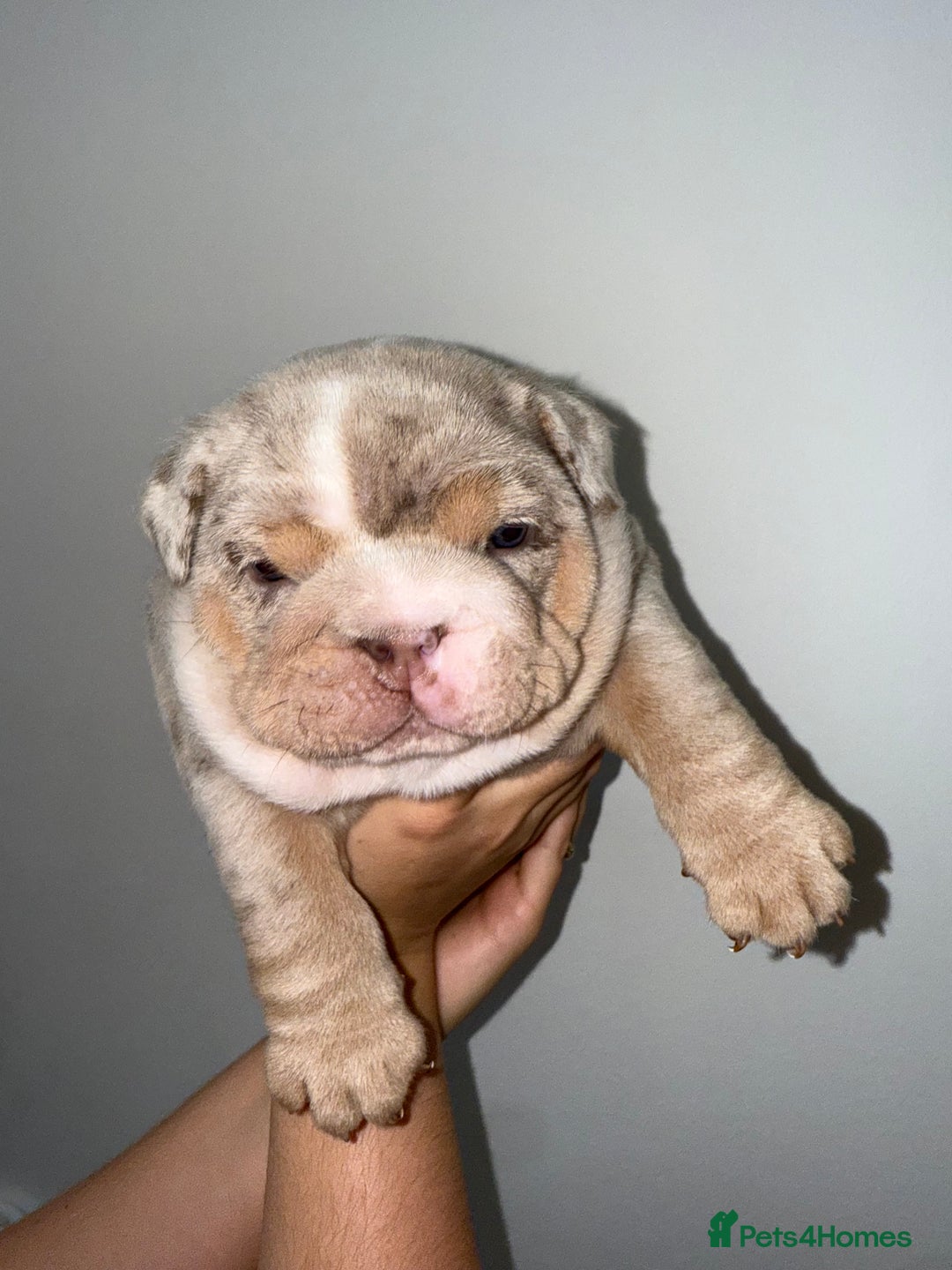 English Bulldog dogs for sale: Beautiful Lilac Tri English Bulldogs - Image 4
