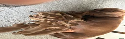 Miniature Dachshund dogs for sale: Miniature chocolate Dapple & Tan chocolate & Tan - Advert 2