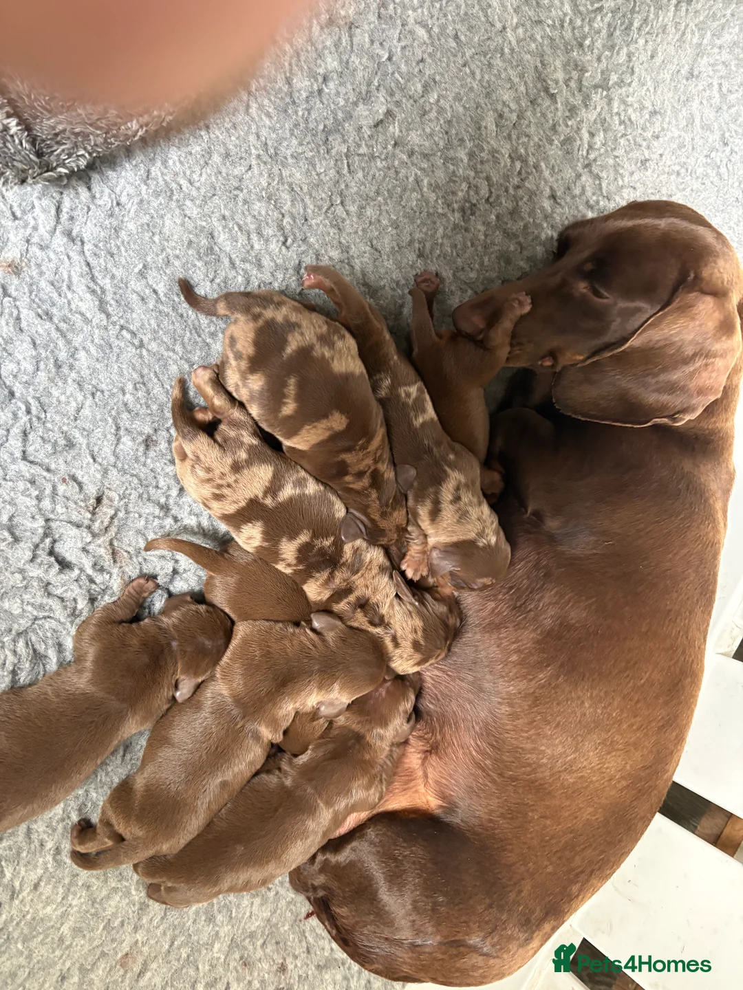 Miniature Dachshund dogs for sale: Miniature chocolate Dapple & Tan chocolate & Tan - Advert 2