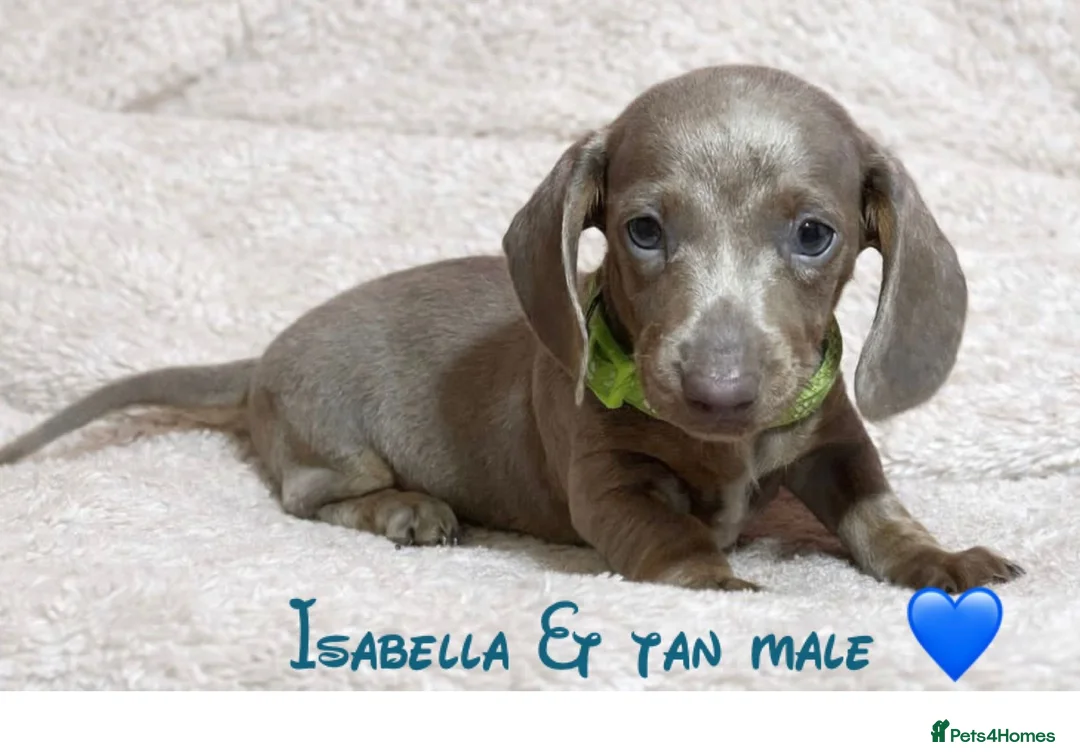 Dachshund dogs for sale: Miniature dachshund puppies - Advert 1
