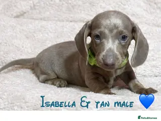 Dachshund dogs Miniature dachshund puppies - Advert 17