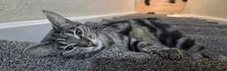 Mixed Breed cats for sale: 1.5 year old female cat  in Southampton - Advert 1