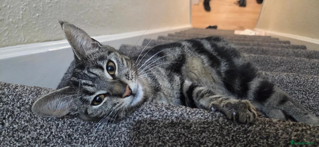 Mixed Breed cats for sale: 1.5 year old female cat  in Southampton - Advert 1