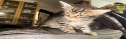 Maine Coon cats for sale: Stunning Maine Coon X Kittens Needing New Homes! - Advert 23