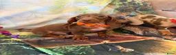 Miniature Dachshund dogs for sale: 💫❤️Supreme miniature dachshund puppies❤️💫  - Advert 5