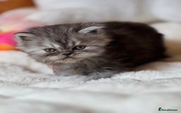 Exotic cats for sale: Superb Exotic Chinchilla kittens - Health tested  - Image 6