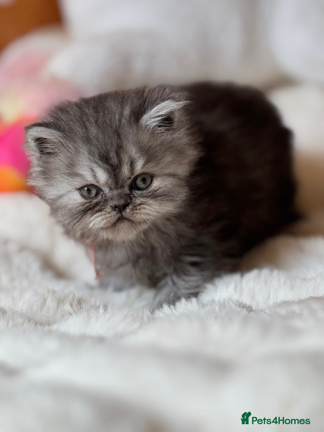 Exotic cats for sale: Superb Exotic Chinchilla kittens - Health tested  - Image 6