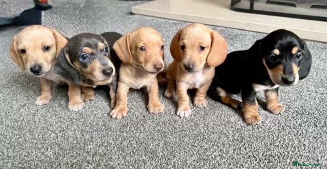 Miniature Dachshund dogs for stud: 🍦ALPHA mini cream pied🥧Smooth dachshund Proven! in Mexborough - Image 5