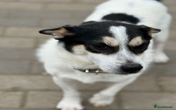 Mixed Breed dogs for adoption: Gorgeous Dylan needs a home! - Image 10