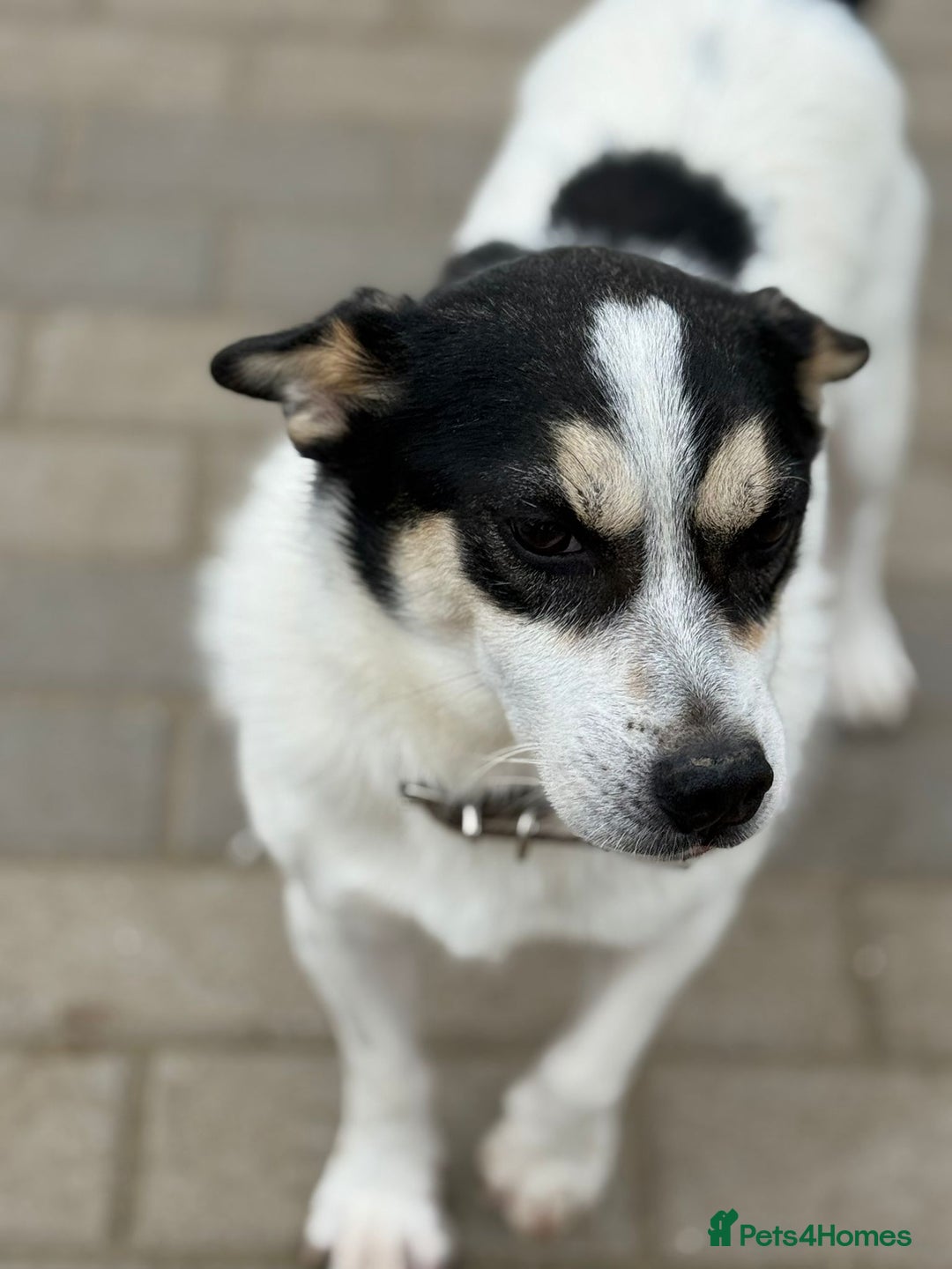 Mixed Breed dogs for adoption: Gorgeous Dylan needs a home! - Image 10