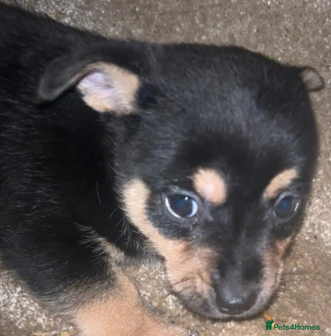 Mixed Breed dogs for sale: Jack Russel x Yorkshire Terrier - Advert 8