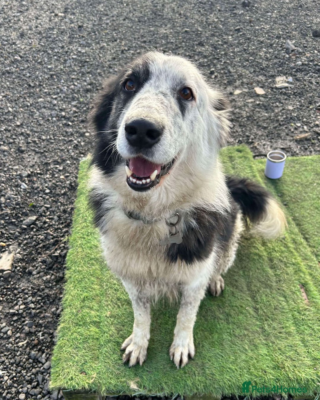 Mixed Breed dogs for adoption: BARNEY - Needs an Experienced Home - Image 2