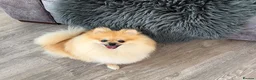Pomeranian dogs for sale: Gorgeous small Pomeranian puppies 🐻 - Advert 17
