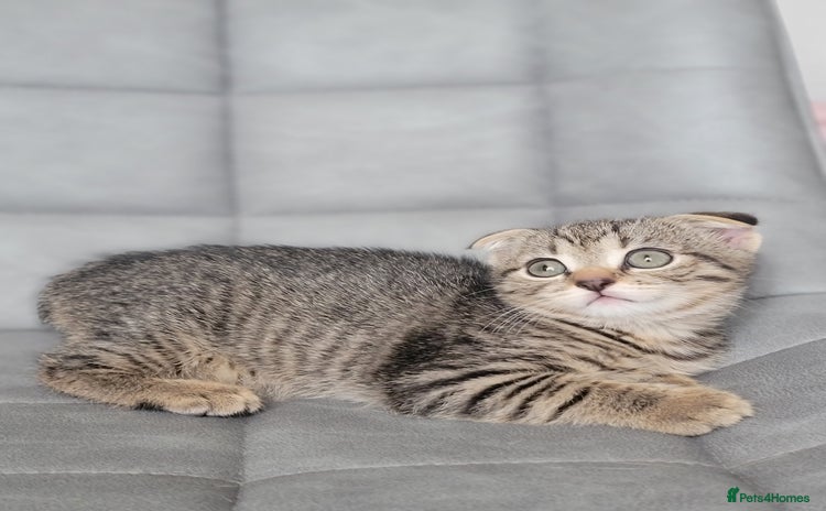 Scottish Fold cats - Advert 7