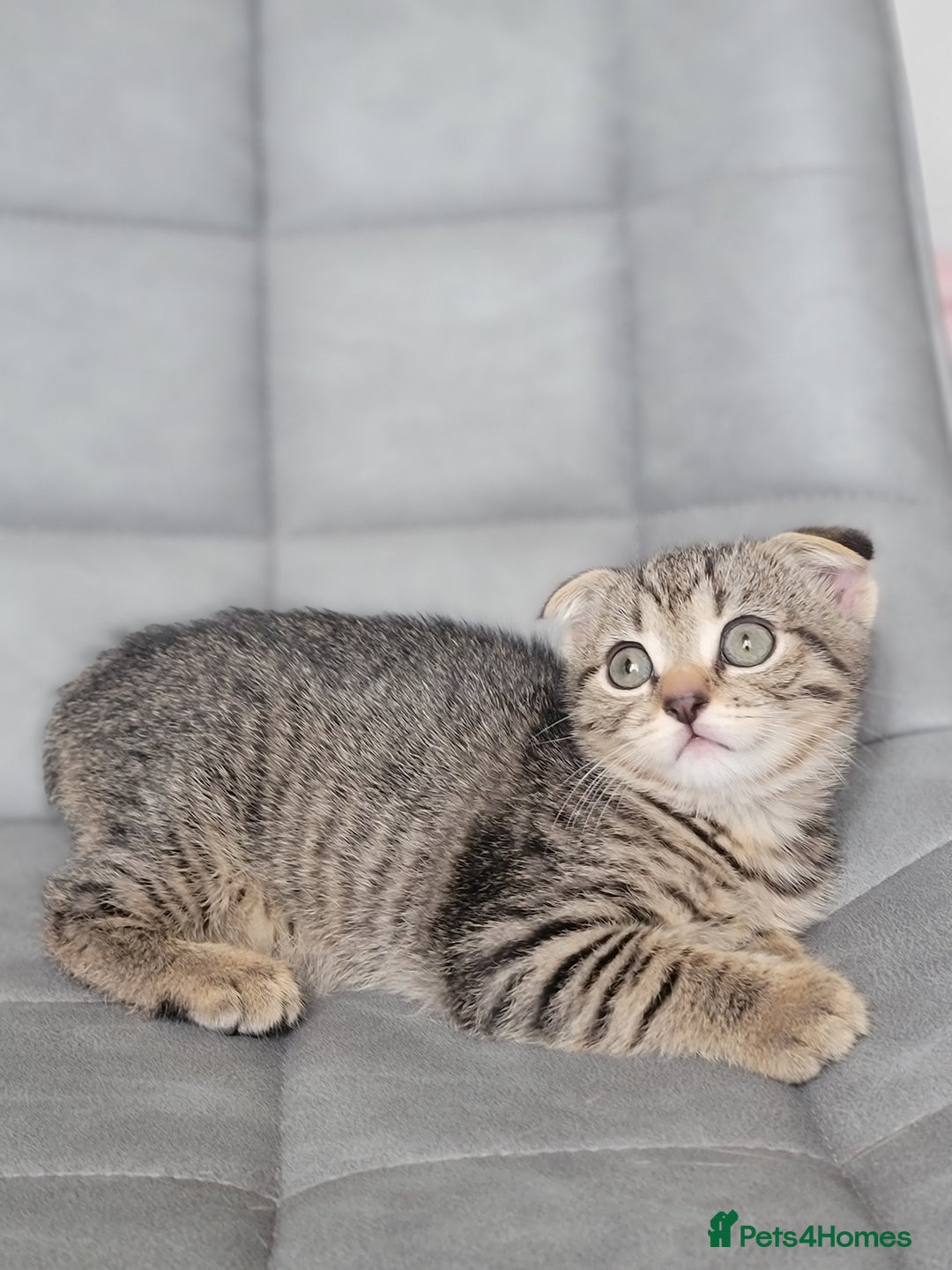 Scottish Fold cats for sale: Scottish mixed  - Image 2