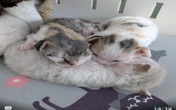Devon Rex cats for sale: 🐾 Beautiful Devon Rex Kittens💕 - Image 17