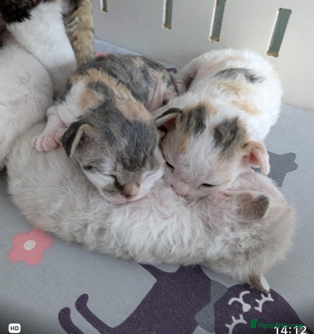 Devon Rex cats for sale: 🐾 Beautiful Devon Rex Kittens💕 - Image 17