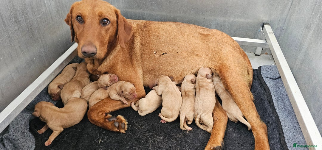 Labrador Retriever dogs for sale: THE LAST KC FOX RED GIRL READY TO LEAVE NOW  - Image 31