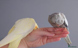 Cockatiels birds for sale: Hand reared silly tame DNA sexed baby cockatiels  - Image 17