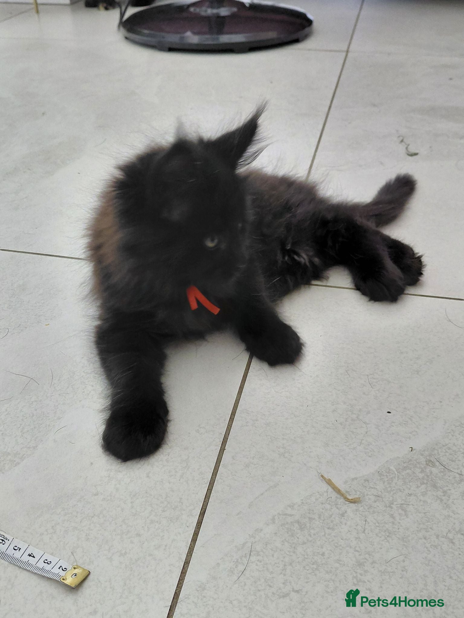Maine Coon cats Beautiful Ticca registered maine coon kittens - Advert 2