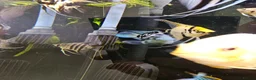 Cichlids fish for sale: Tropical Cichlids - Advert 13