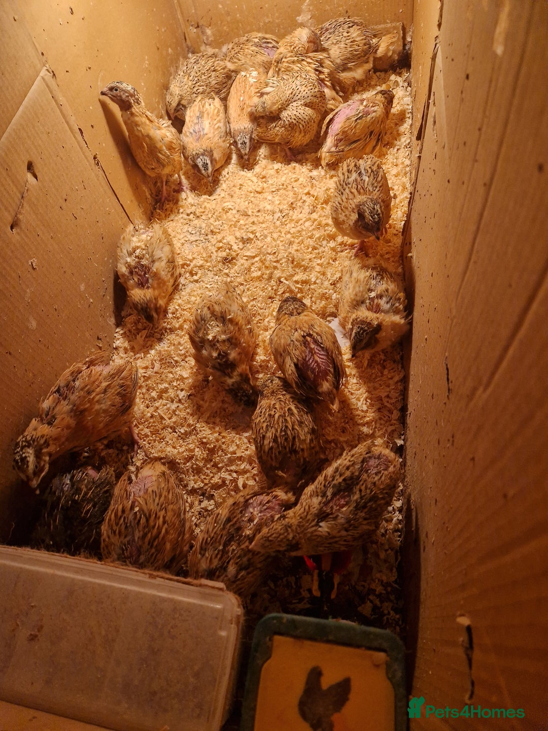 Quail poultry for sale: Jumbo coturnix quails - males - Advert 2