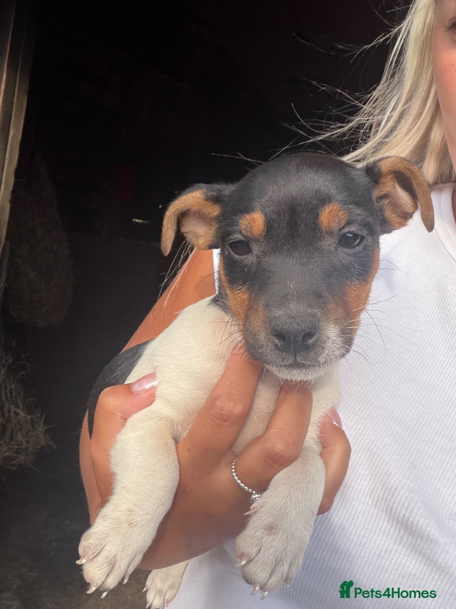 Jack Russell dogs 1x Jack Russell Boy left looking for his home - Advert 9