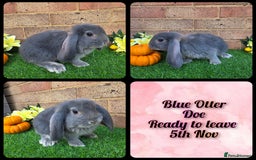 French Lop rabbits for sale: Fully Pedigree French Lops - Advert 5