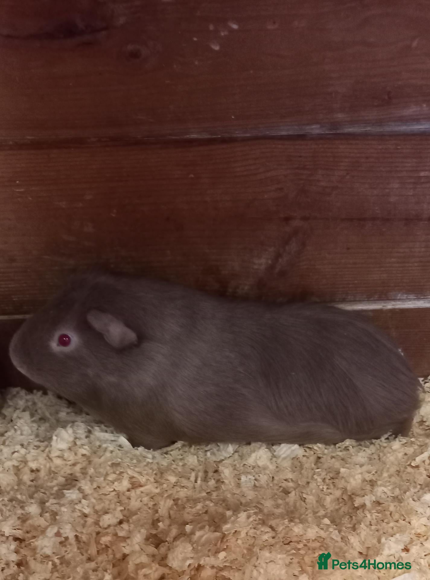 Guinea Pig rodents Two Male Guinea Pigs for Sale (will split) - Advert 16