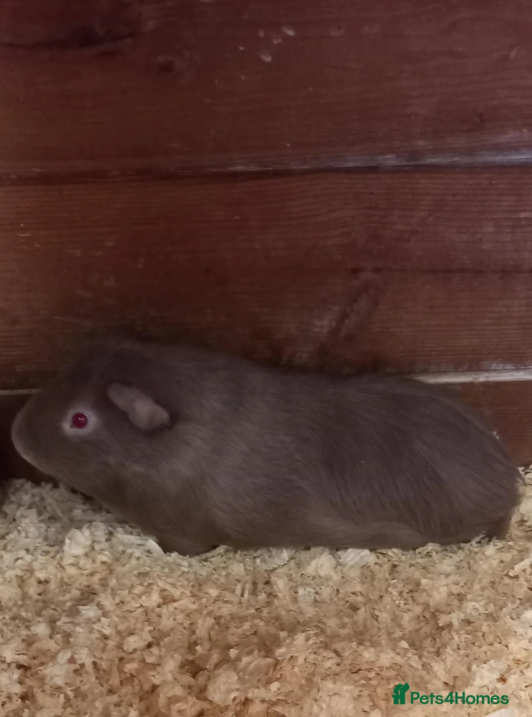 Guinea Pig rodents for sale: Two Male Guinea Pigs for Sale (will split) - Advert 2