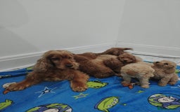 Cockapoo dogs for sale: Show type cockapoos😍 - Image 1