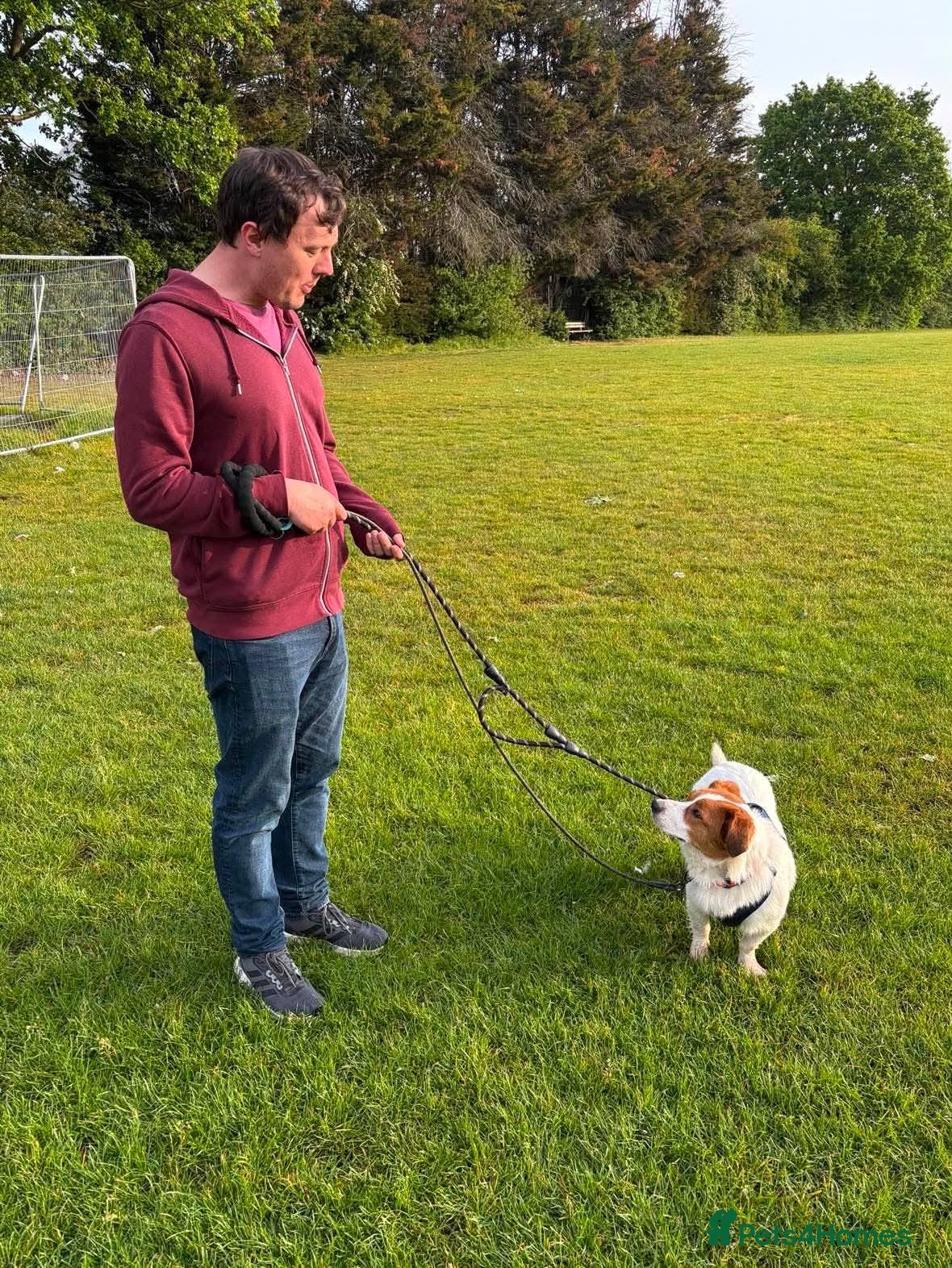 Mixed Breed dogs for adoption: Gregory for adoption in Leigh-on-Sea - Advert 5