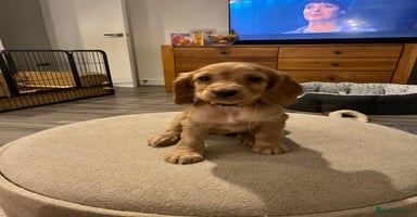 Cocker Spaniel dogs - Advert 13