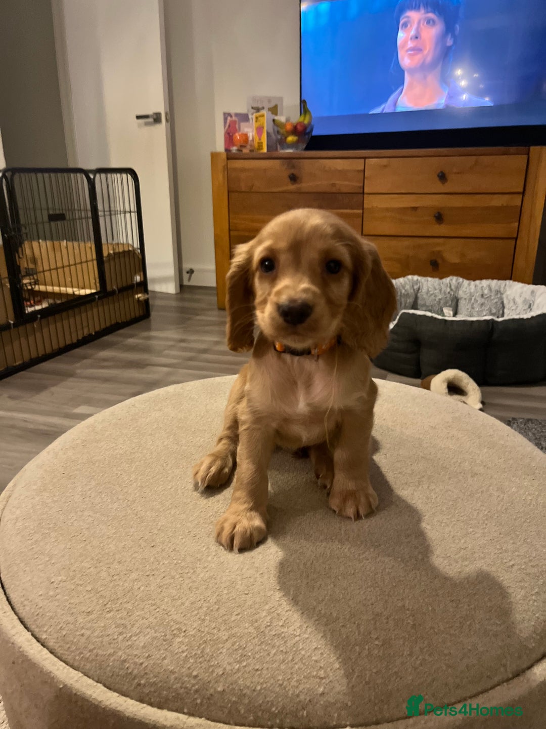 Cocker Spaniel dogs for sale: Perfect working cocker spaniel puppies  - Image 2