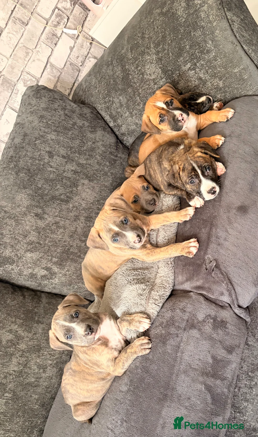 Mixed Breed dogs for sale: Presa x American bulldog puppies - Advert 1