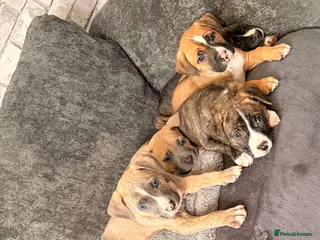 Mixed Breed dogs Presa x American bulldog puppies - Advert 1