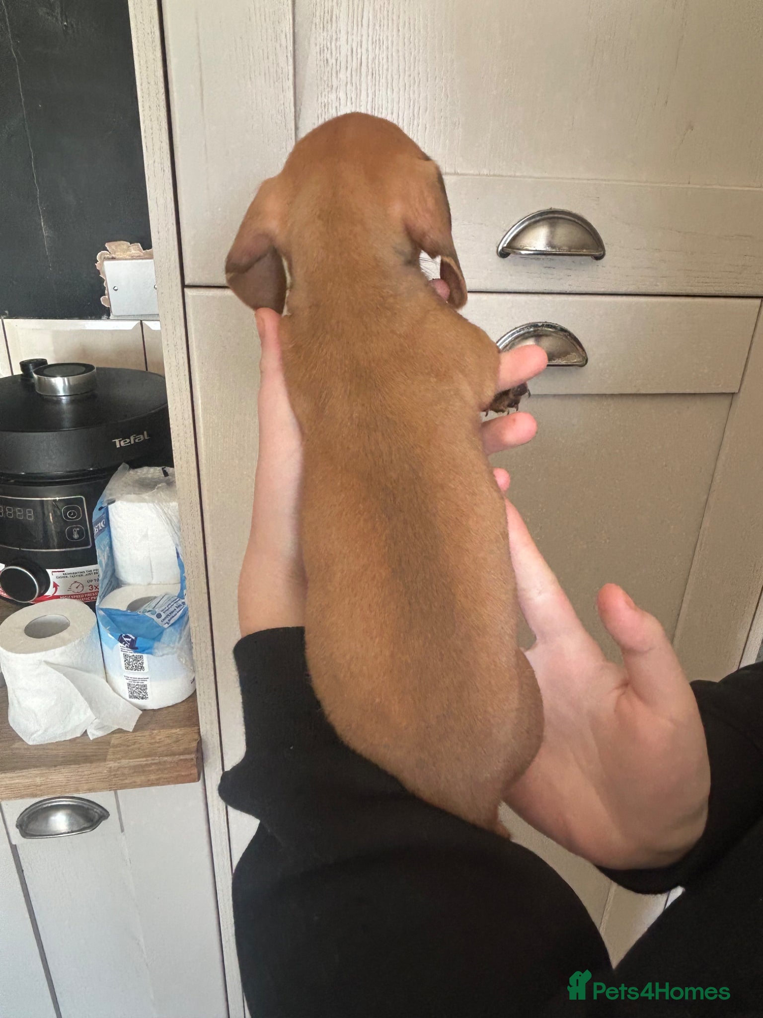 Miniature Dachshund dogs for sale: KC miniature dachshunds - Advert 13