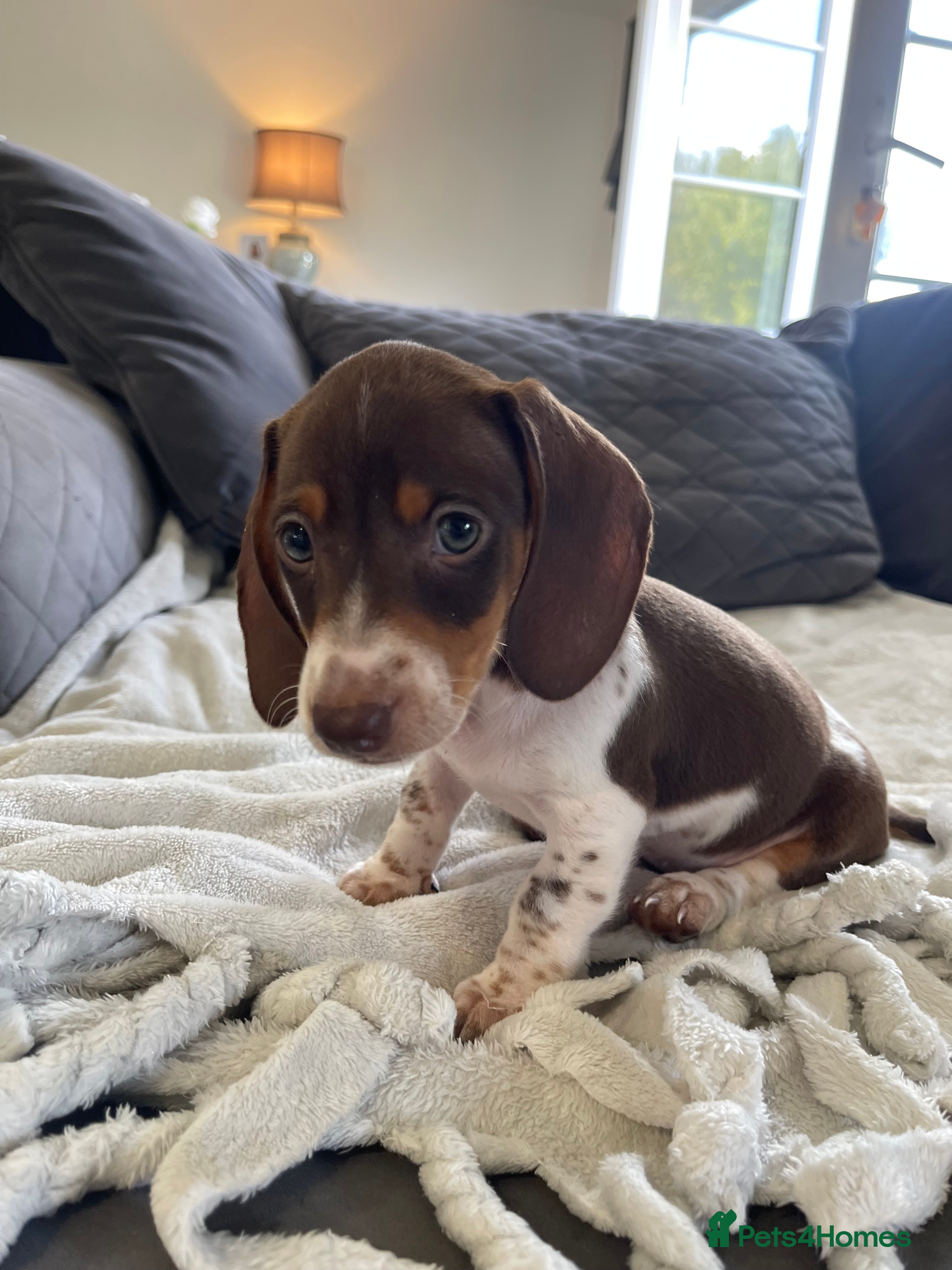 Dachshund dogs Daucshaund Puppies  - Advert 2