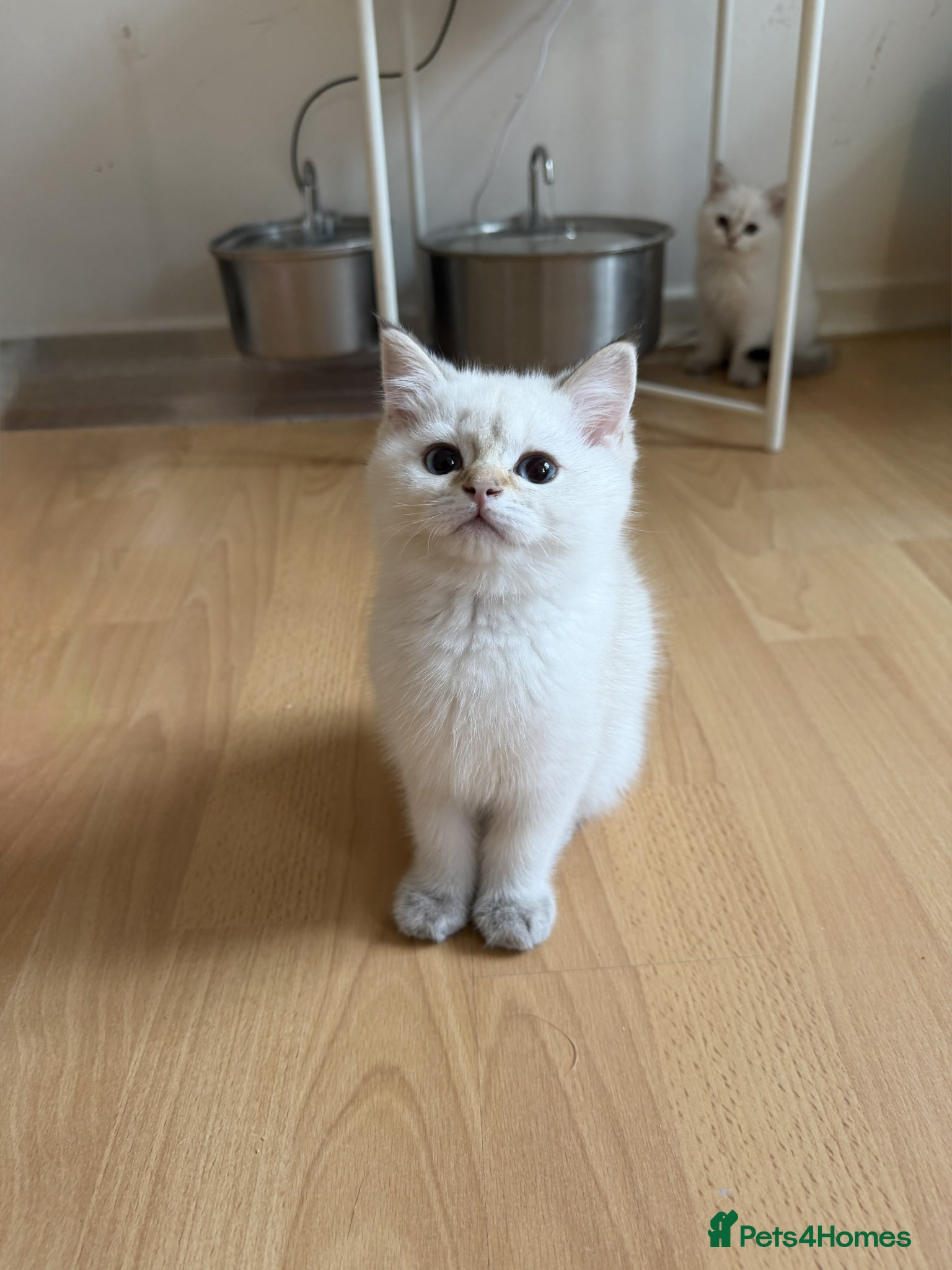 British Shorthair Kitten 1
