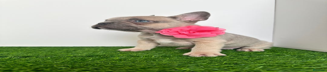 Pink collar girl 