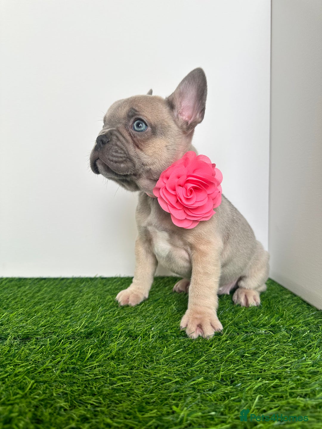 French Bulldog dogs for sale: 5 French bulldog puppy’s  - Image 2