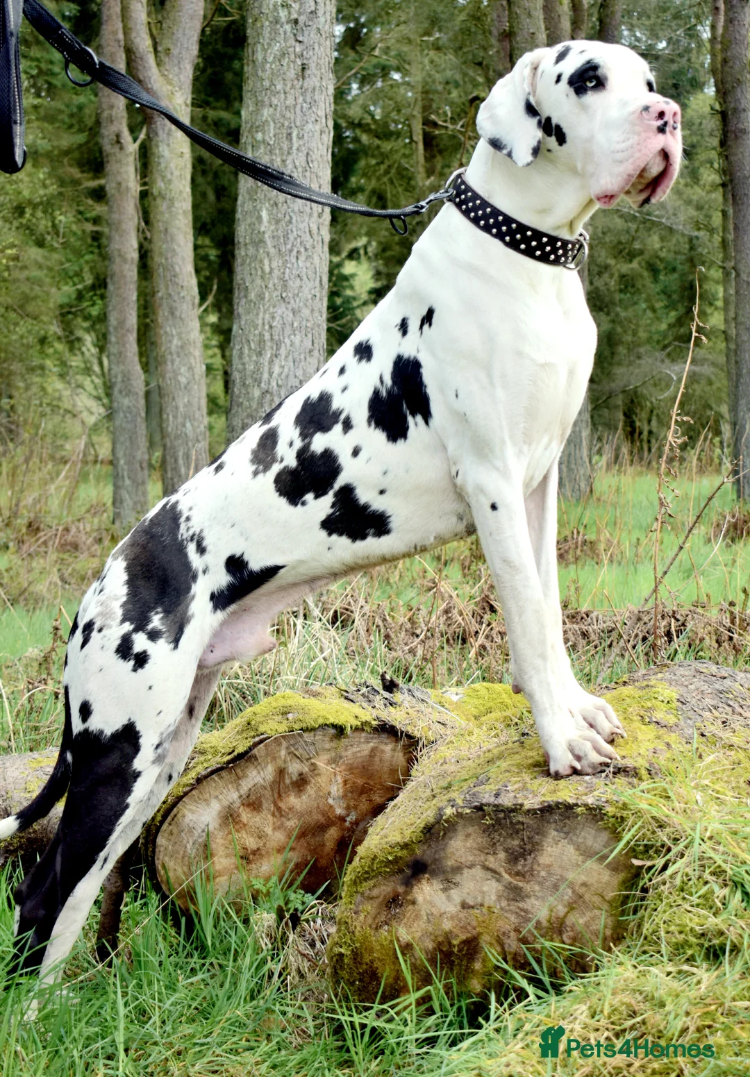 Great Dane dogs for stud: Great Dane for Stud in Bathgate - Advert 2