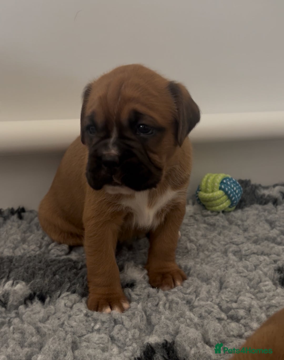 Boxer dogs for sale: KC bobtail pups heartscore 0, CHAMPION lines - Image 9