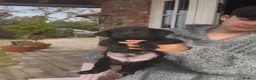 Labrador Retriever dogs for sale: 5 black Labrador puppies (males) for sale - Advert 9